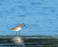 Calidris ferruginea