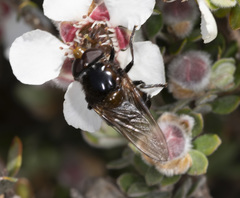Cyphipelta rufocyanea