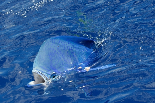 Common Dolphinfish