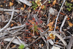 Drosera paleacea