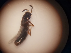 Dalotia coriaria