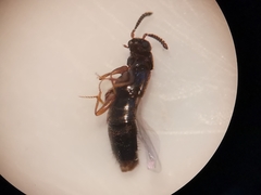 Dalotia coriaria