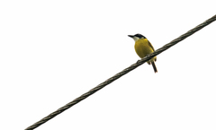 Todirostrum nigriceps