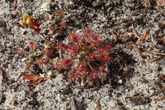 Drosera paleacea
