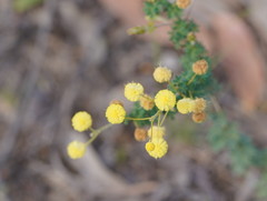 Acacia mitchellii