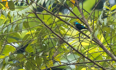 Dacnis venusta