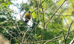 Mitrospingus cassinii