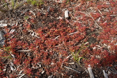 Drosera paleacea