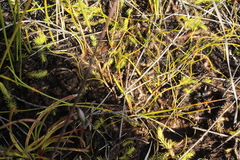 Brownseya serpentina