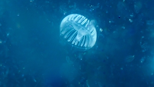 photo of Crystal Jellies (Aequorea)