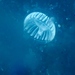 photo of Crystal Jellies (Aequorea)