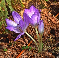 Colchicum bivonae