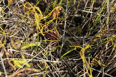 Brownseya serpentina
