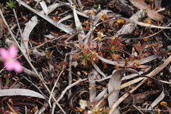 Drosera paleacea