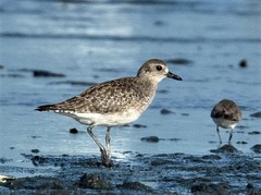 Pluvialis squatarola