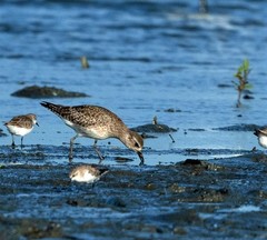 Pluvialis squatarola