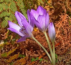 Colchicum bivonae