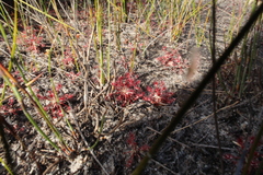 Drosera paleacea