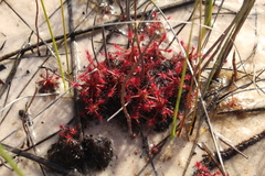 Drosera paleacea