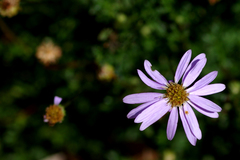 Brachyscome multifida