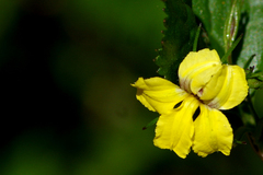 Goodenia ovata