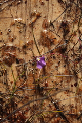 Utricularia volubilis