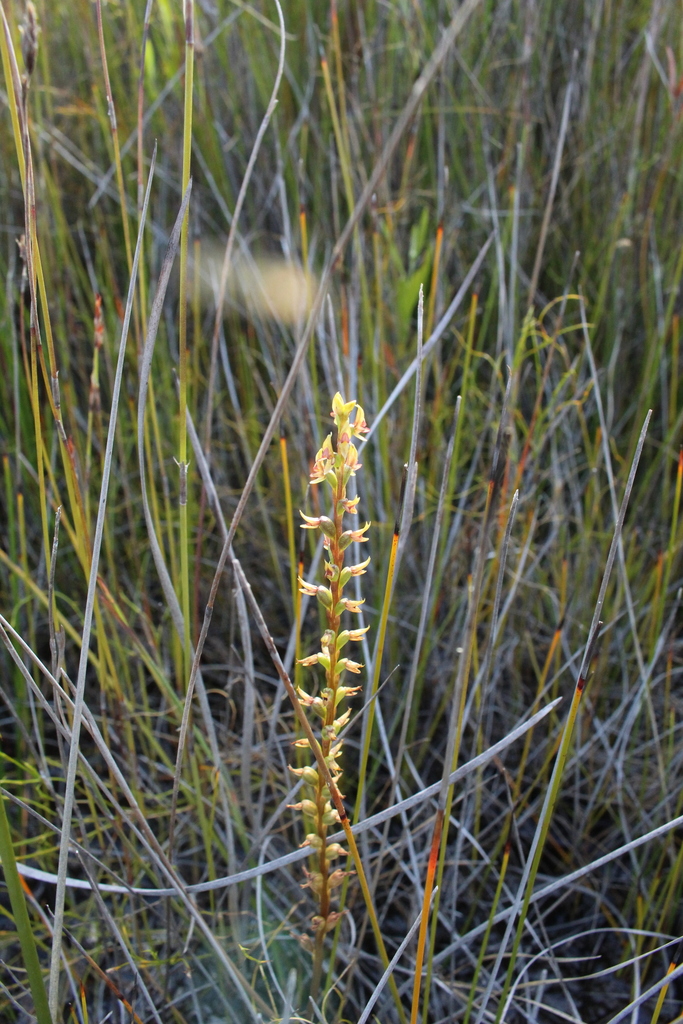 Prasophyllum paulinae