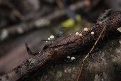 Phloeomana alba