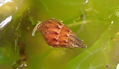Mitrella semiconvexa