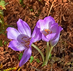 Colchicum bivonae