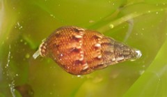 Mitrella semiconvexa