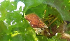 Mitrella semiconvexa