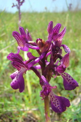 Anacamptis morio caucasica