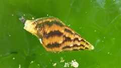 Mitrella semiconvexa