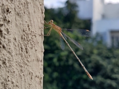 Lestes elatus