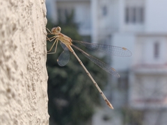 Lestes elatus