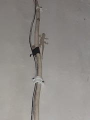 Hemidactylus frenatus