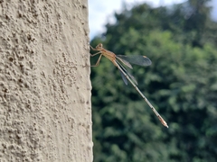 Lestes elatus