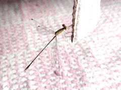Lestes elatus