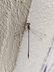 Lestes elatus