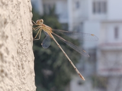 Lestes elatus
