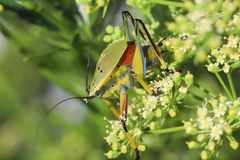 Metholce nigritarsis