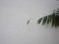 Anolis carolinensis
