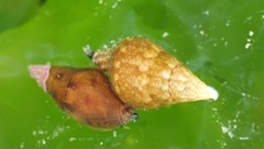 Mitrella semiconvexa