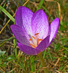 Colchicum bivonae