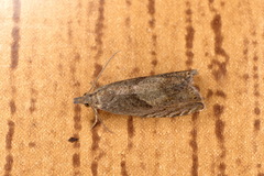 Dichrorampha acuminatana