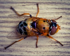 Austalis pulchella