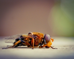 Austalis pulchella
