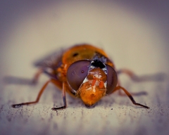 Austalis pulchella
