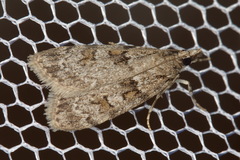 Scoparia subfusca
